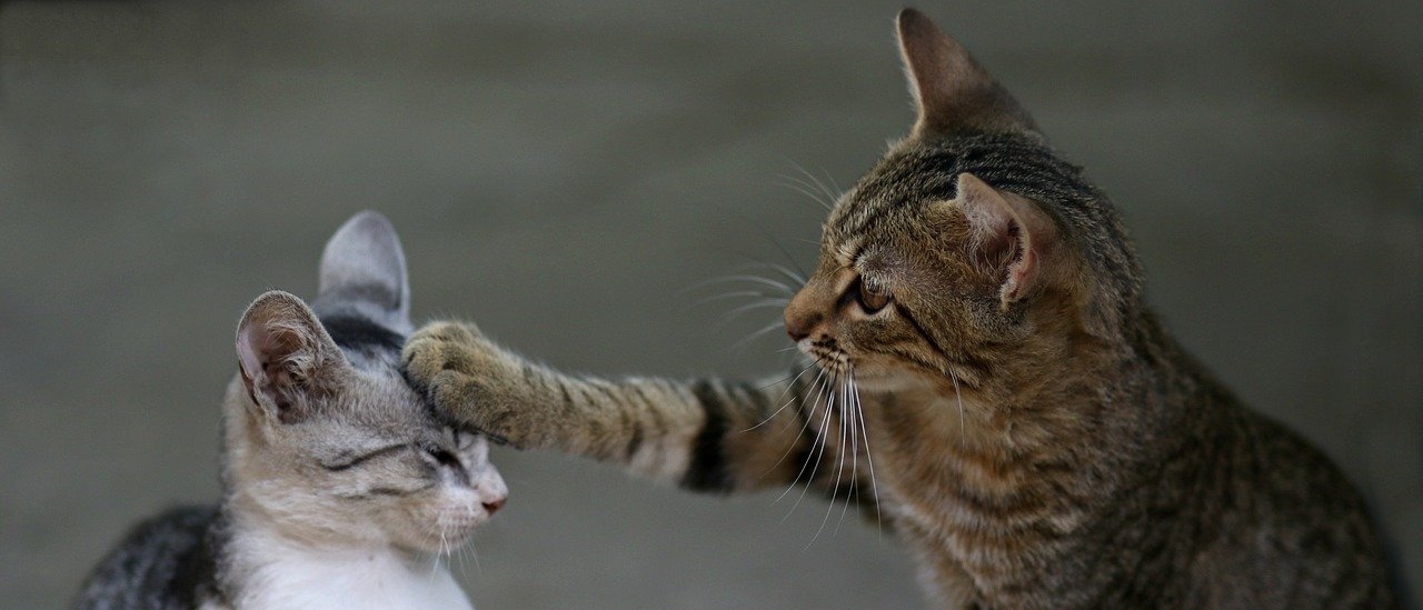 Anunțuri creative de angajare – ediția dâng dâng