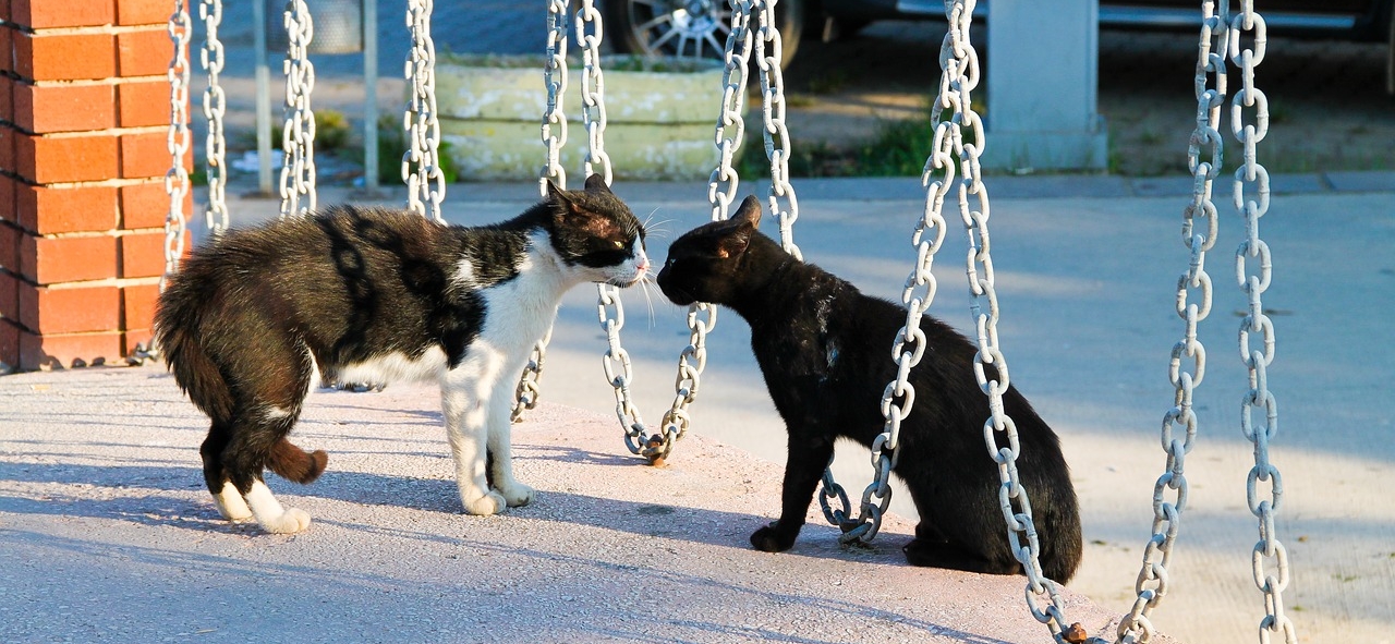 Copywriter vs. content writer – ce face fiecare?